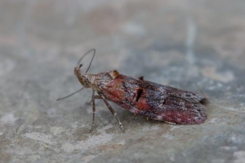 Anchinia cristalis